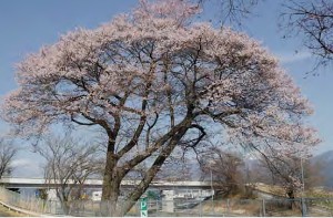 ③中央道座光寺パーキング付近の桜