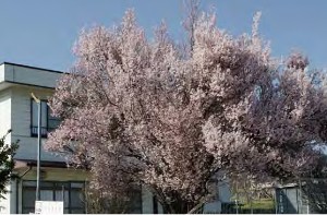 ④原宮崎会所の桜