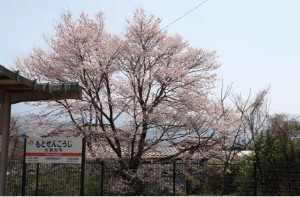 ㉑元善光寺駅裏の桜
