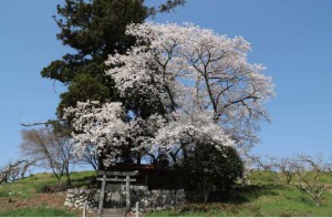 ㉖玄蕃稲荷様の桜