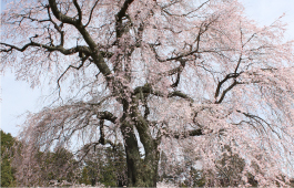 石塚桜