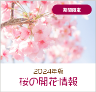 2024年度 桜の開花情報
